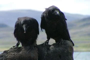 Corvus corax varius