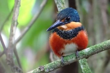 Martim-Pescador Anão, Chloroceryle aenea