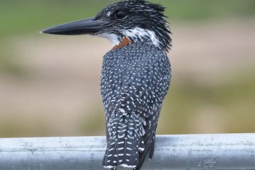 Megaceryle maxima, Martim-pescador Africano Gigante