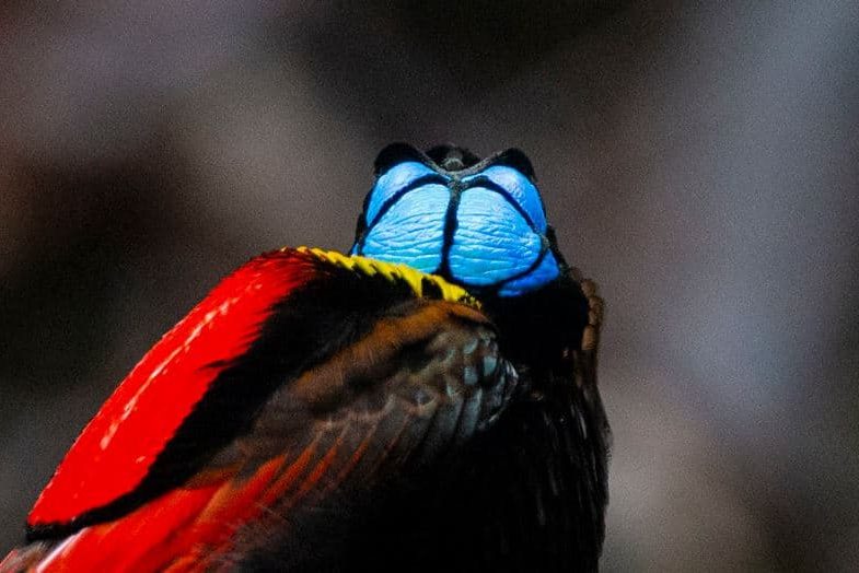  Uma Das Mais Belas Do Reino Das Aves Cicinnurus Respublica