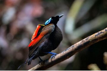 Os pássaros mais coloridos do mundo, Ave de Paraíso de Wilson