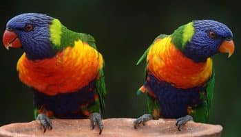 Criadouros de Aves em Bahia: Explorando a Diversidade Alada da Região Os pássaros mais coloridos do mundo, Lorikeet arco-íris
