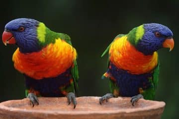 Os pássaros mais coloridos do mundo, Lorikeet arco-íris