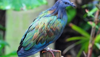 O Pombo Nicobar 🐦 As Cores Incríveis e o Mistério Revelado! Os pássaros mais coloridos do mundo, Nicobar Pigeon