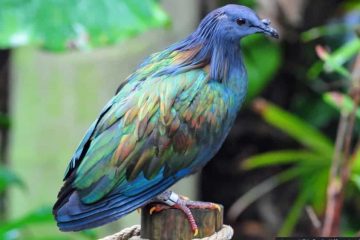 Os pássaros mais coloridos do mundo, Nicobar Pigeon