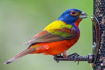 Os pássaros mais coloridos do mundo, Pintado Bunting