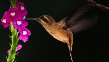 Atraindo uma Sinfonia Alada: Descubra as Melhores Formas de Atrair Espécies Diversas de Aves ao seu Jardim! Phaethornis striigularis, Beija-flor listrado