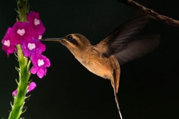 Phaethornis striigularis, Beija-flor listrado