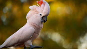 Saiba tudo sobre as Cacatuas | As mais belas aves psitacíficas caracteristicas das cacatuas 6