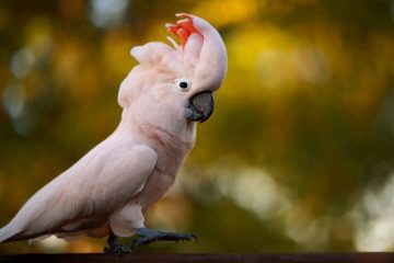 caracteristicas das cacatuas 6