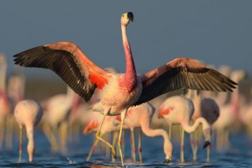 flamingo andino, caracteristicas do Phoenicoparrus andinus