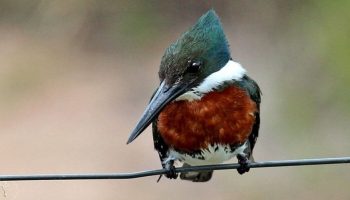 martim pescador, Ceryle torquata, Chloroceryle amazona
