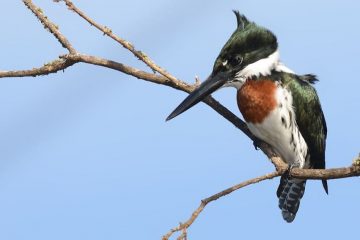 pescador da Amazónia, Chloroceryle amazona