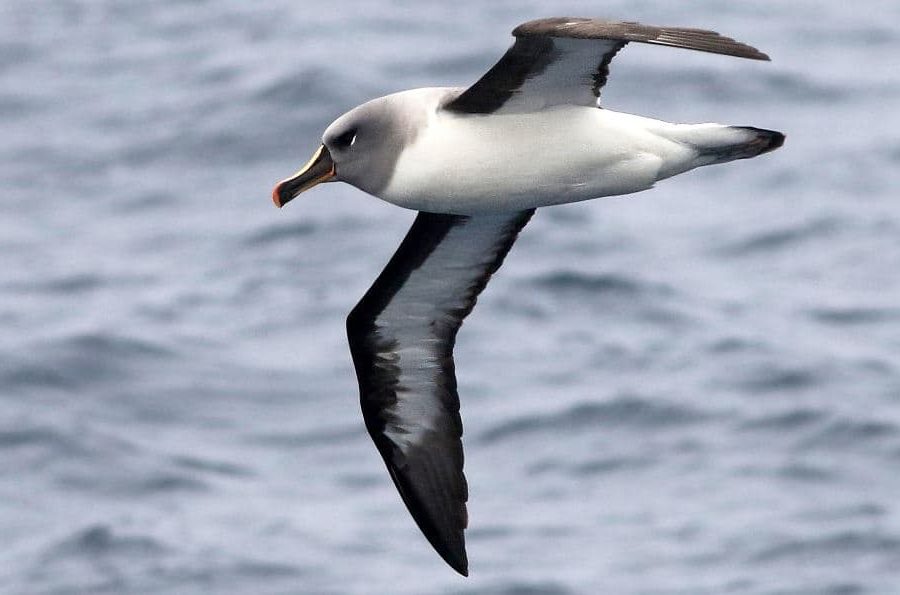 Albatros de cabeça cinzenta, os Pássaros Mais Rápidos do Mundo