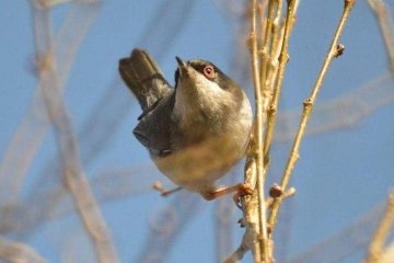 Como são os Sylviidae