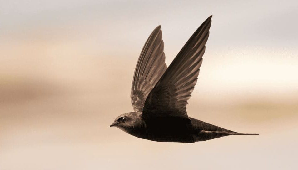Comum Swift, os Pássaros Mais Rápidos do Mundo