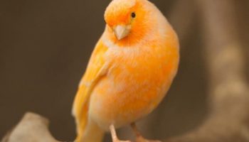 Tudo sobre Canários Curiosidades sobre os canários