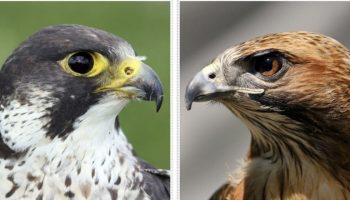 Diferenças Falcão contra Falcão