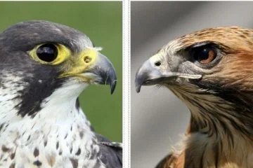 Diferenças Falcão contra Falcão