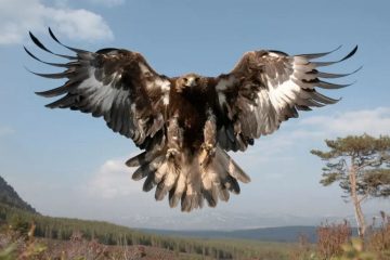 Golden Eagle, os Pássaros Mais Rápidos do Mundo