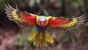 10 Pássaros com as Penas Mais Coloridas Lorikeet de Coco Trichoglossus haematodus