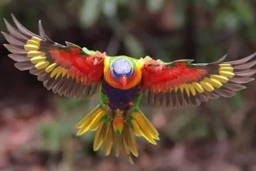 Lorikeet de Coco Trichoglossus haematodus