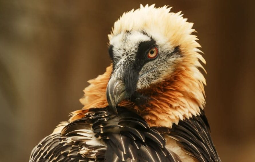 ⚫ 🐦 As 10 Maiores Aves