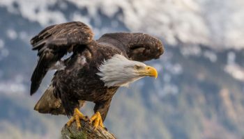 maiores aves de rapina, Águia-calva