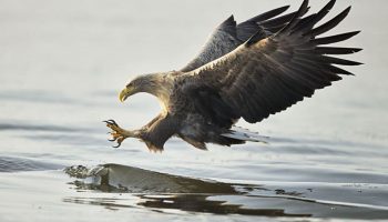 maiores aves de rapina, Águia de cauda branca
