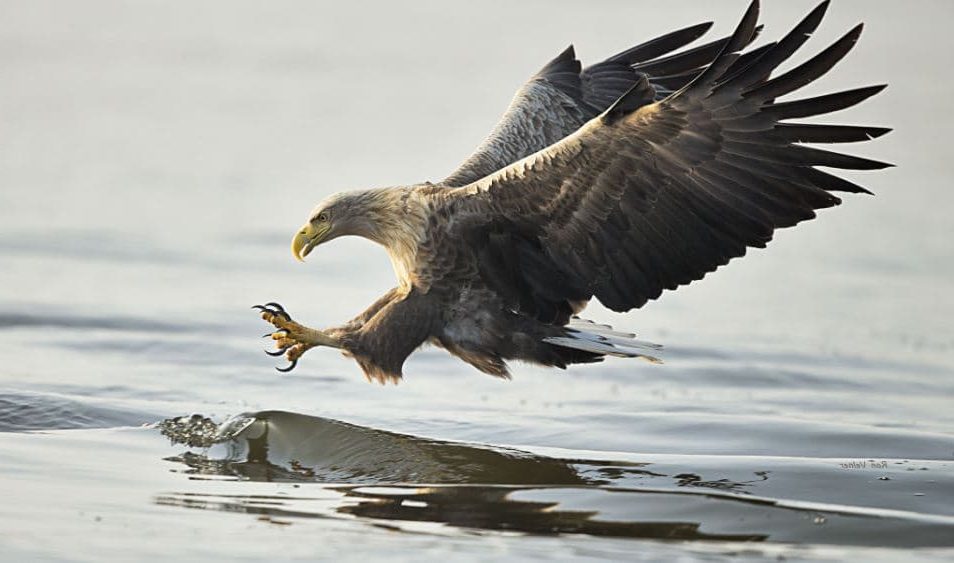 maiores aves de rapina, Águia de cauda branca