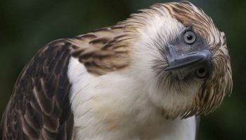 maiores aves de rapina, Àguia filipina