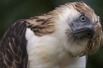 maiores aves de rapina, Àguia filipina