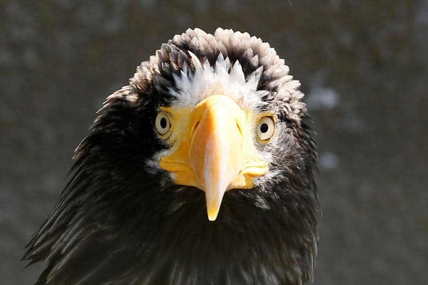 maiores aves de rapina, steller's sea eagle