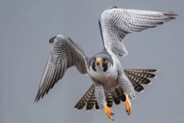 Peregrino Falcon, os Pássaros Mais Rápidos do Mundo