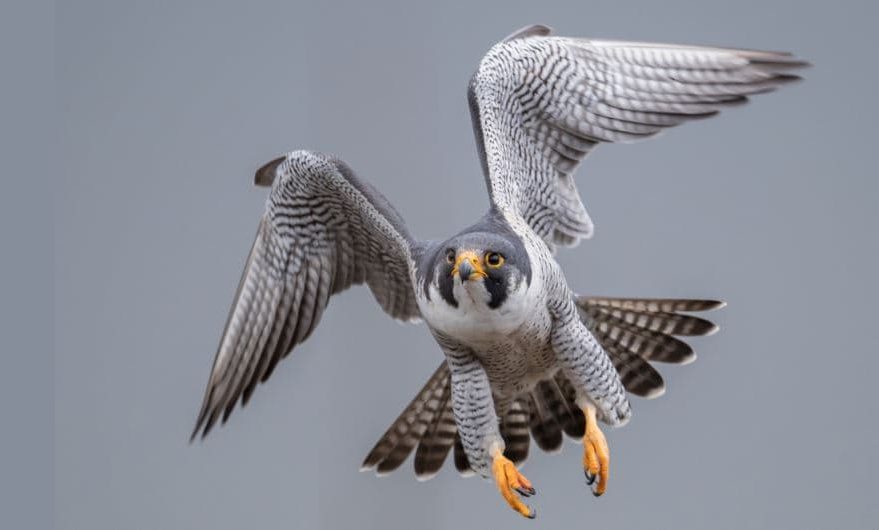 Peregrino Falcon, os Pássaros Mais Rápidos do Mundo