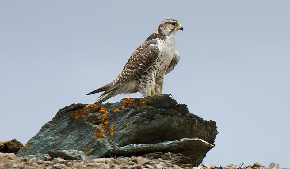 Saker Falcon, os Pássaros Mais Rápidos do Mundo