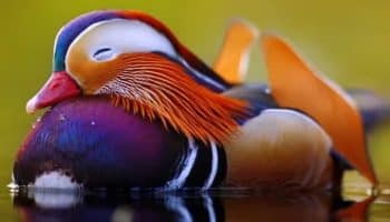 Tudo sobre o pato mandarim