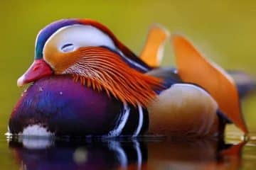 Tudo sobre o pato mandarim