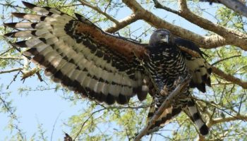 Águia-de-coroa, Stephanoaetus coronatus