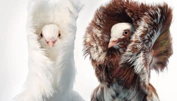 As melhores fotos de aves estranhas