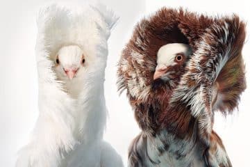 As melhores fotos de aves estranhas