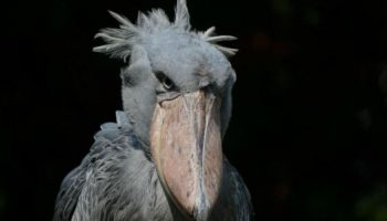 Picozapato, Aves Mais Feitas do Mundo