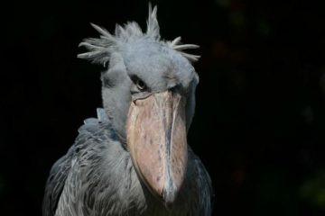 Picozapato, Aves Mais Feitas do Mundo