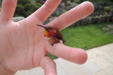 aves mais pequenas do mundo