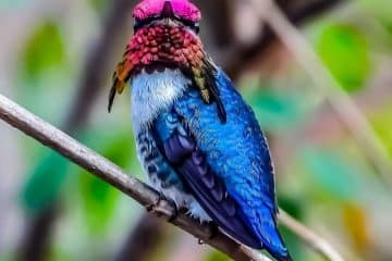 Mellisuga Helenae, o Beija-Flor Mais pequenino do Mundo