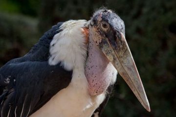 Tudo sobre o marabu africano