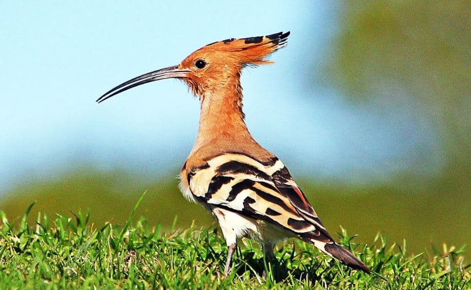 As Maravilhas Da Observa o De Aves Em Portugal as-maravilhas-da-observa-o-de-aves-em-portugal