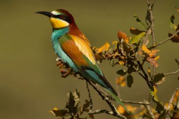 melhores aves em Portugal