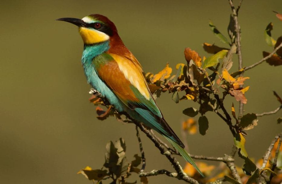 as-maravilhas-da-observa-o-de-aves-em-portugal