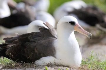 Albatroz Wisdom, A Ave Mais Antiga do Mundo